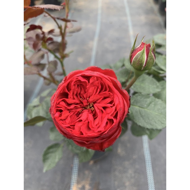 Cây hoa hồng ngoại Red Piano - cây nguyên chậu