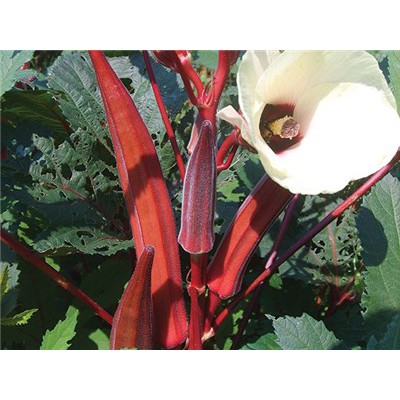 Hạt Giống Đậu Bắp Đỏ ( 5g ) - Dễ Trồng, Năng Suất Cao - MUA 3 TẶNG 1 CÙNG LOẠI
