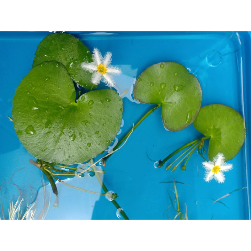 Nhất diệp liên - Hoa thủy nữ thủy sinh - Thủy nữ trắng