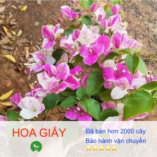 [Giống siêu tốt] Combo 3 Cây giống Hoa Giấy, khoẻ mạnh, dễ trồng, bảo hành vận chuyển - Giá tại vườn