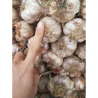 Tỏi Bó 1Kg Loại Củ To (Kinh Môn Hải Dương)