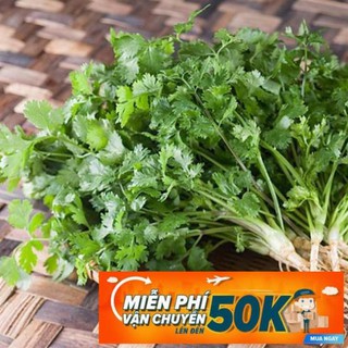 20g hạt giống ngò rí