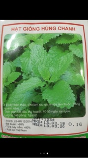 Hạt giống húng chanh- gói 0,1gr