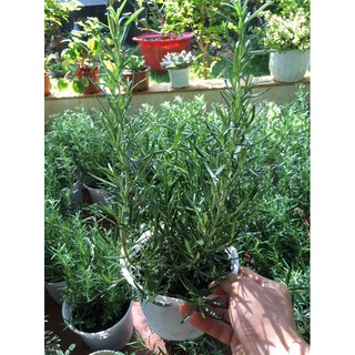 Cây hương thảo tươi - rosemary - cây gia vị