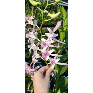 Hoa lan denro nắng tai thỏ 6 màu (trắng- vàng- nâu- đỏ- hồng-xưa)