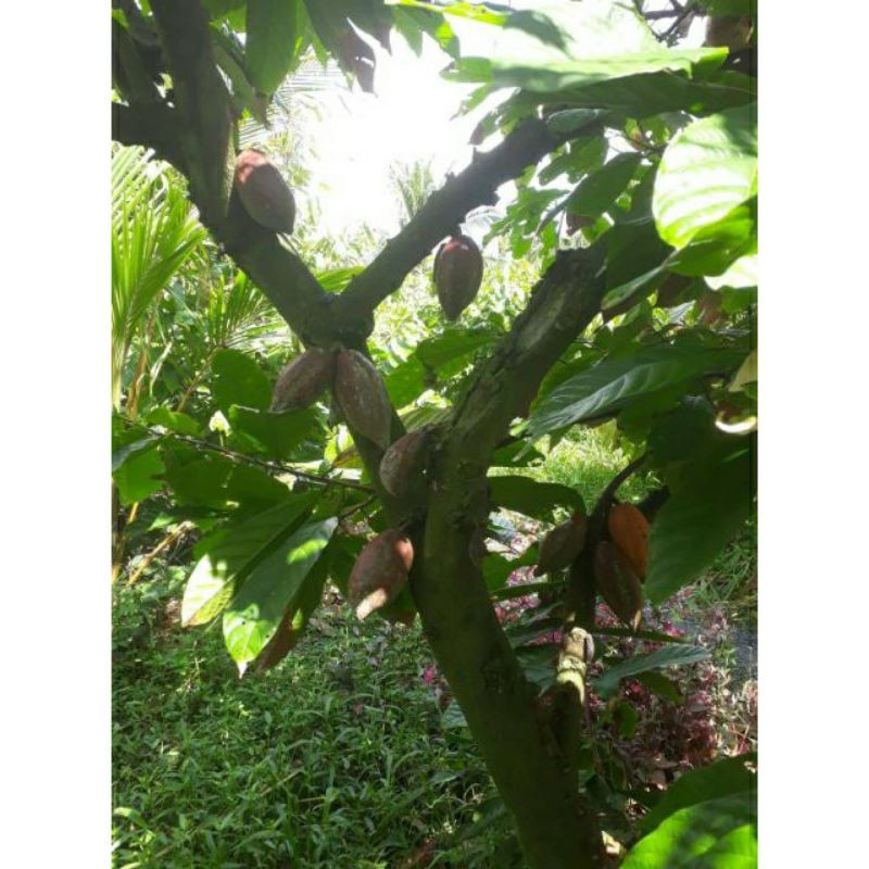 Bột cacao nguyên chất chuẩn 100% uy tín chất lượng, hàng sạch chuẩn đảm bảo 1kg | BigBuy360 - bigbuy360.vn