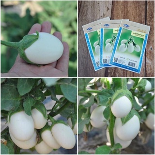 Hạt giống cà trứng ngỗng