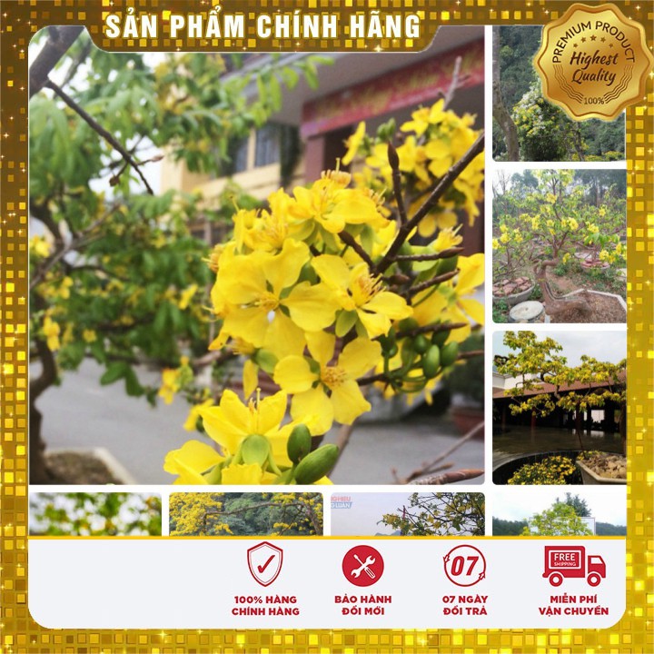 Combo 02 Cây giống mai vàng Yên Tử đọt xanh 5 cánh