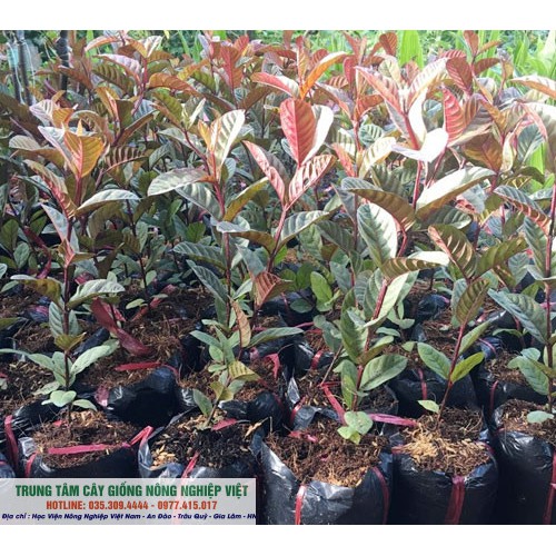 Cây Ổi Tím Malaysia Cao 70cm-1m Siêu Kích Thích Ra quả Sau 6 tháng