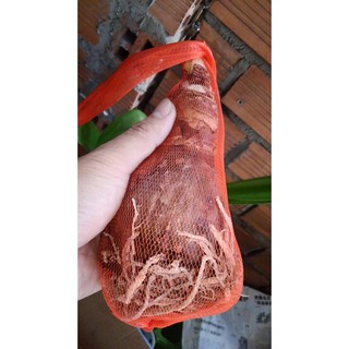 Củ hoa lan huệ ngoại Hà Lan Pink Glory