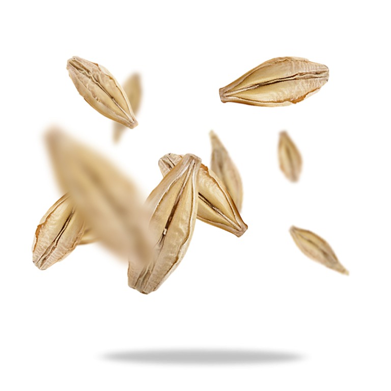 Hạt ý dĩ (lúa mạch ngọc trai) hữu cơ Sottolestelle 500g Organic Pearl Barley