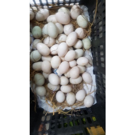 Trứng Vịt  10 trứng