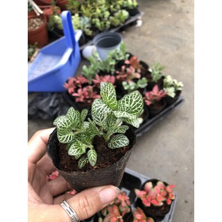 Cẩm Nhung đỏ và trắng (cây may mắn)