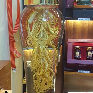 Nhân Sâm Tươi Tây tạng