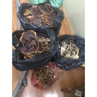 Nấm linh chi rừng