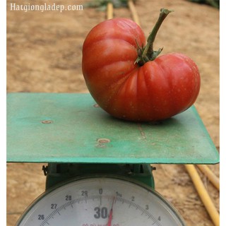 Hạt Giống Cà Chua Khổng Lồ