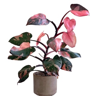 ( Free ship )  Cây Công Chúa Hồng - Philodendron pink princess  - Cây nhỏ,thuần,khoẻ,var mạnh.