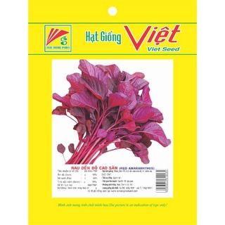 Hạt giống rau dền đỏ cao sản.