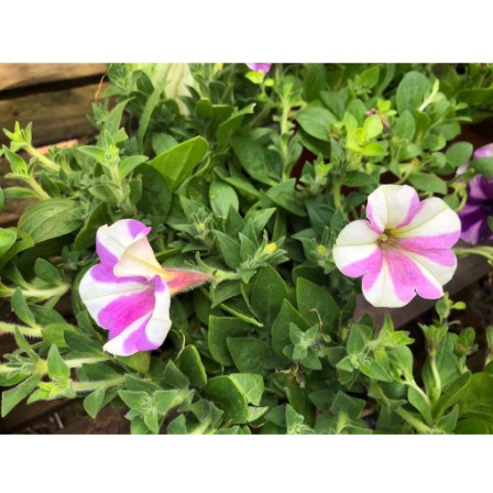 Combo 10 cây hoa Dạ Yên Thảo cấy mô hoa cánh đơn mix nhiều màu-UtNho