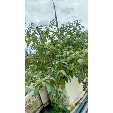 TẦM BÓP, THÙ LÙ, BÔM BỐP cây giống cao khoảng 15cm