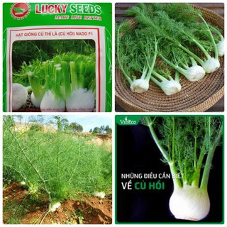 0.5 gram Hạt giống thì là tây hạt giống Củ Hồi ( Thì là tây ) [CHẤT LƯỢNG]