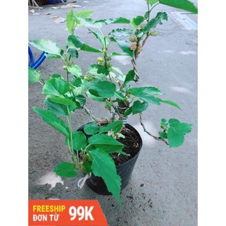 Cây Dâu Bonsai