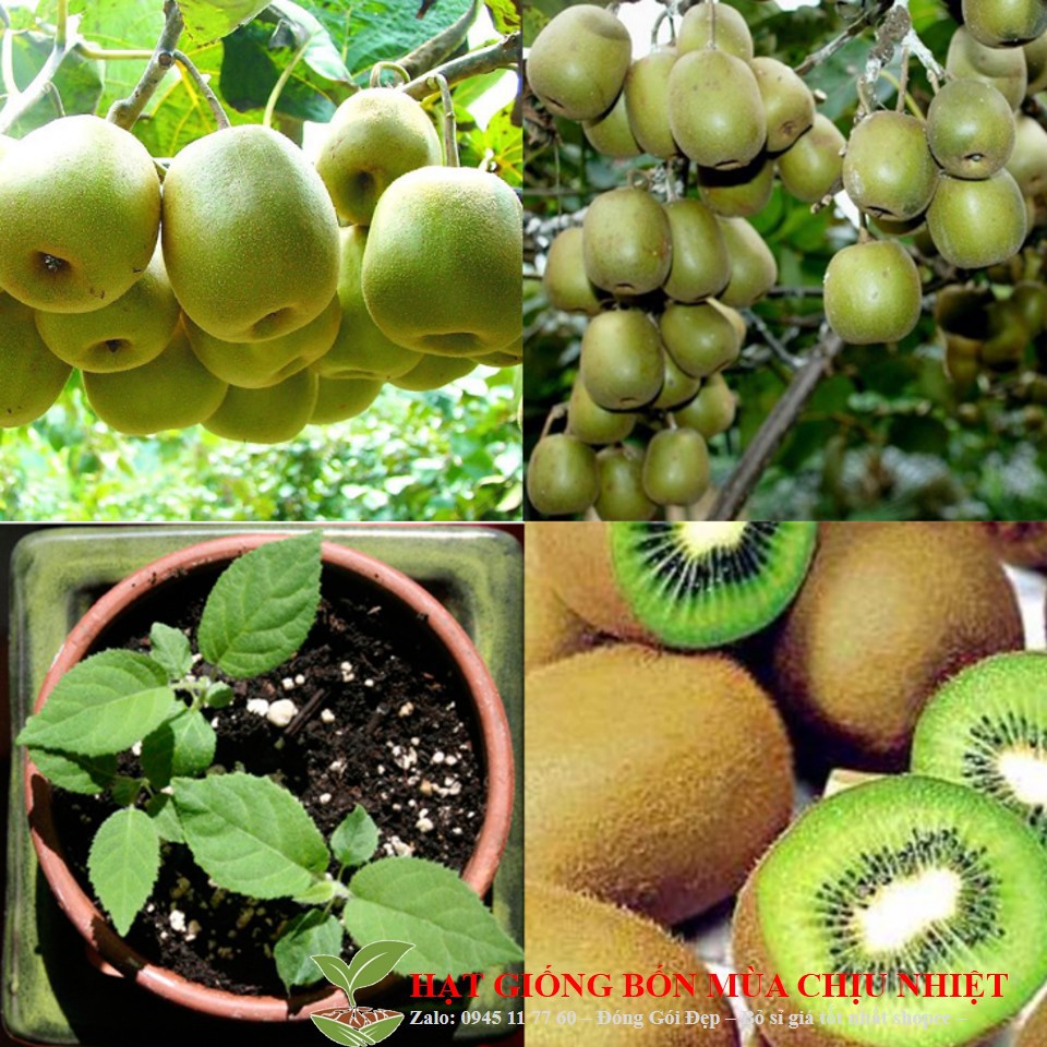 Gói 10 hạt giống KIWI leo giàn siêu trái