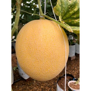 10 hạt dưa lưới kim long