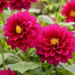 Củ hoa thược dược mix màu.