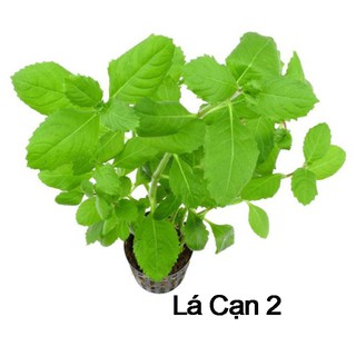 Cây thủy sinh Cây Thủy Cúc