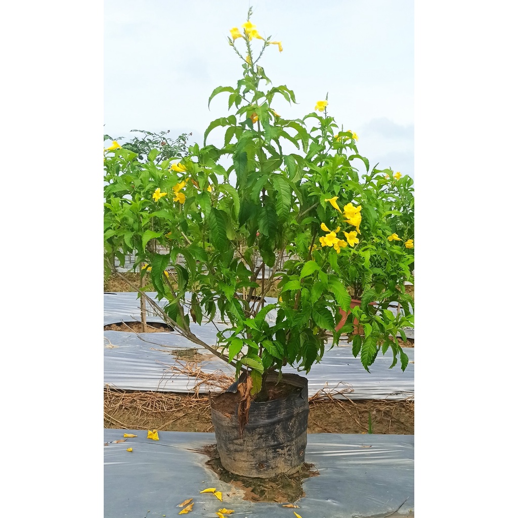 Cây Chuông Vàng như Hình