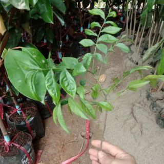 Combo 2Cây giống  Móc Mật