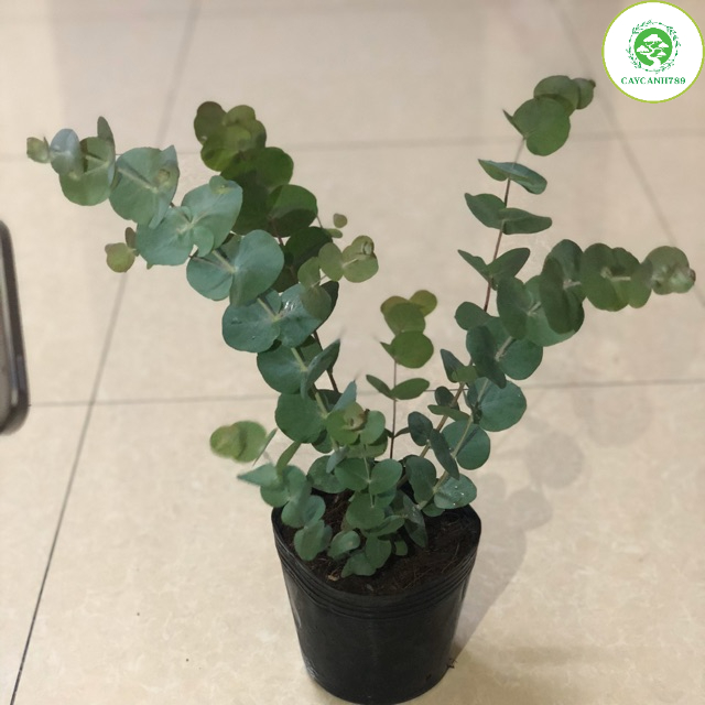 Cây Đô La Bạc - Bạch Đằng cảnh - Silver Dollar Tree - Eucalyptus cinerea