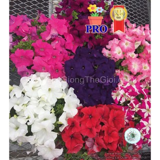 15h Hạt Giống Hoa Dạ Yến Thảo Đứng Success! HD Mix (TLB2| -KD: B56*X67*M187)