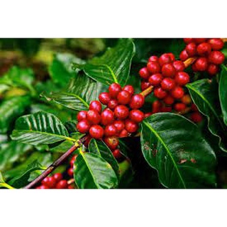 Cây giống Cà phê vối