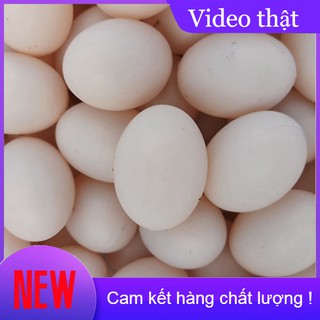[DN123] Trứng chim bồ câu giả