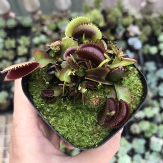 Cây bắt mồi - Bẫy Kẹp