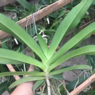 Lan ngọc điểm cây 4 năm