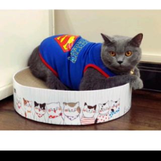 Bàn cào móng cho mèo 😺❤