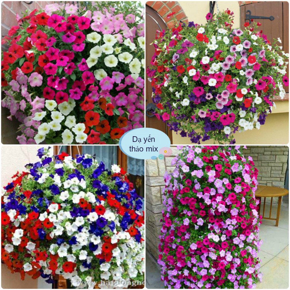 [Gói 400 Hạt] Hạt Giống Hoa Dạ Yến Thảo Mix Đủ Màu (tặng kèm phân) HTTH0908