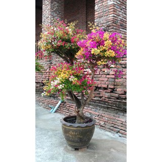 CÂY GIỐNG HOA GIẤY NHIỀU MÀU