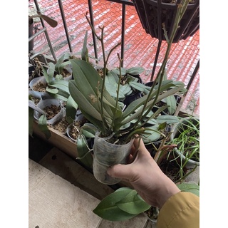 hồ điệp hàng lá ( hồ điệp dorits)
