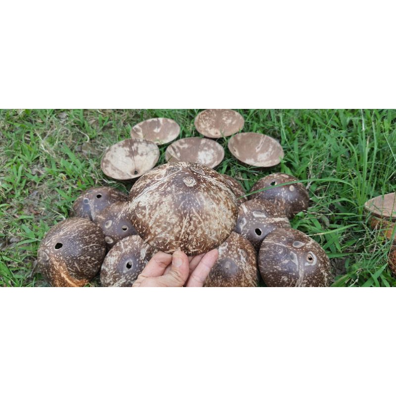 Gáo Đầu Mài Bóng Dùng Trang Trí