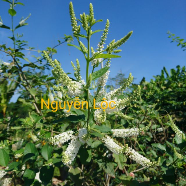 Cây hoa bạch tràm hương/ giáng hương- Hoa kiểng Nguyễn Lộc- Cây giống chất lượng cao