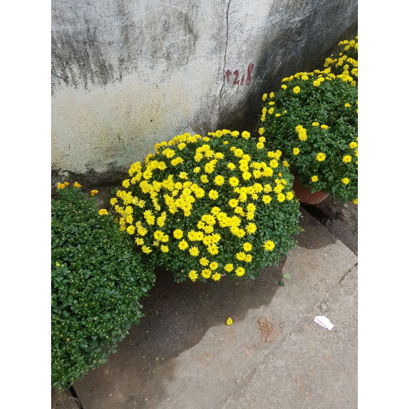 cây giống cúc mâm xôi (5 cây như hình 2)