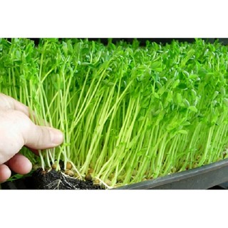 Hạt giống Rau Mầm Đậu Hà Lan - 1Kg_ Thế Giới Rau Mầm _ thegioiraumam.com