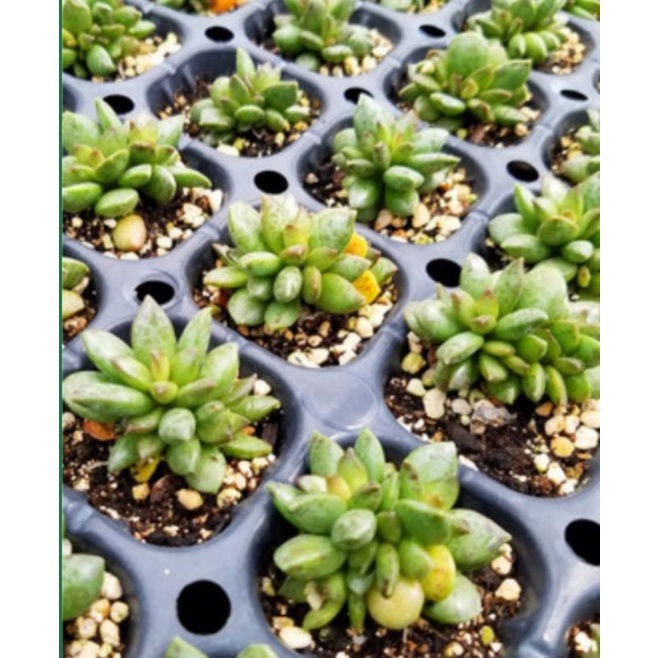 Sen đá mới Adromischus Mamillaris