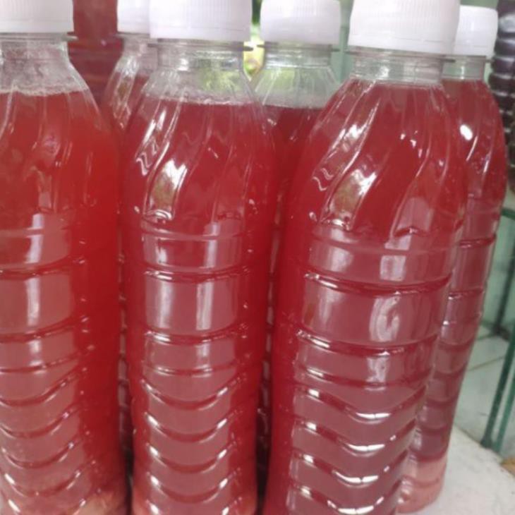 Vi khuẩn quang hợp PSB, vi sinh tươi, thưc ăn ấu trùng - 500ml