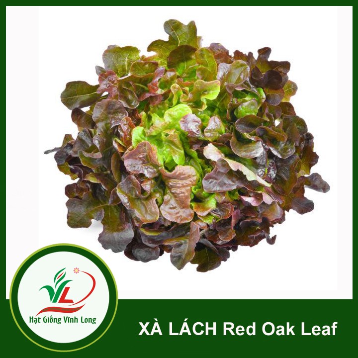 Hạt giống rau Xà lách Red Oakleaf TN 160