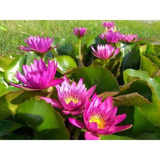 ( RẺ VÔ ĐỊCH)- Cây hoa súng thái màu đỏ